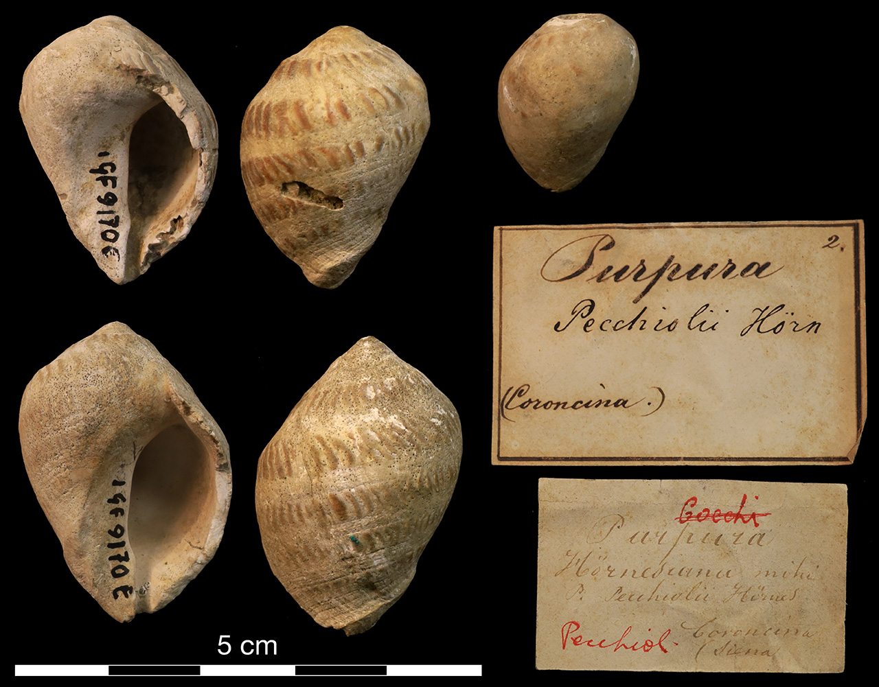 fossile (invertebrato)