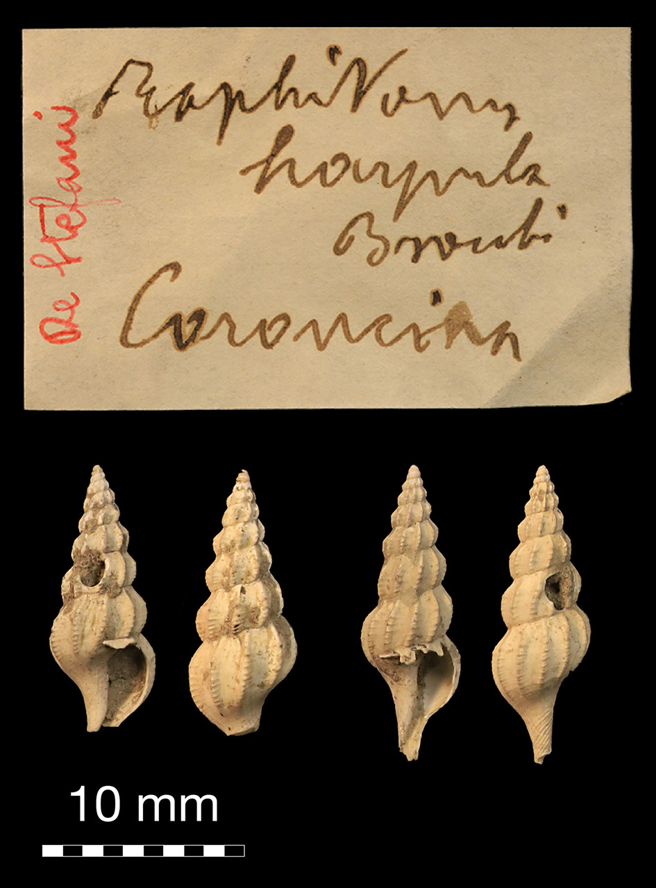 fossile (invertebrato)