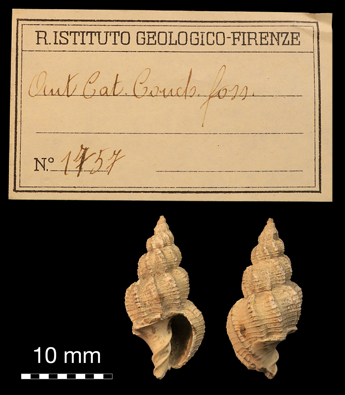 fossile (invertebrato)