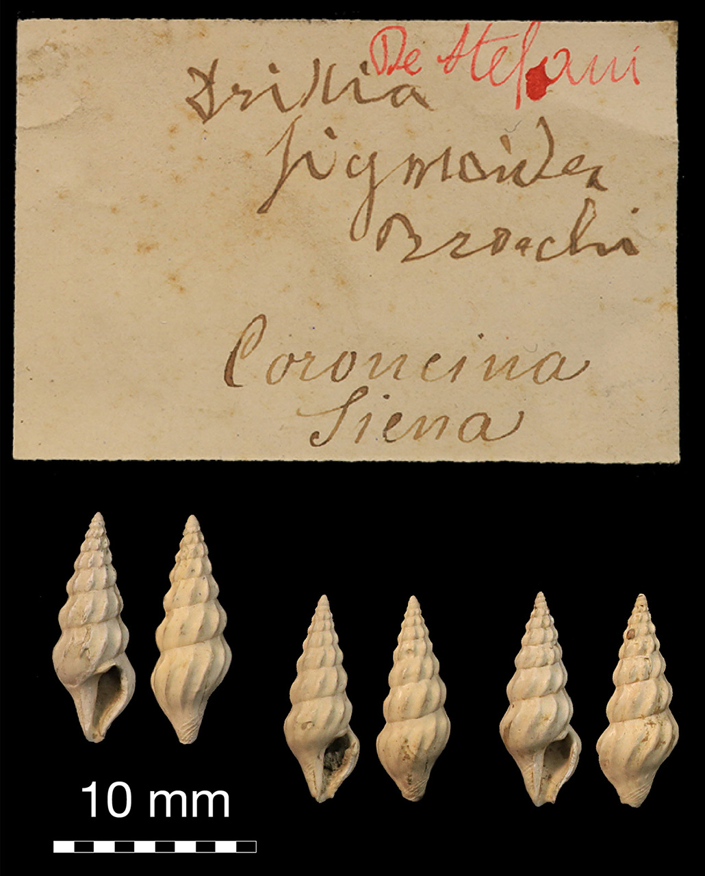 fossile (invertebrato)