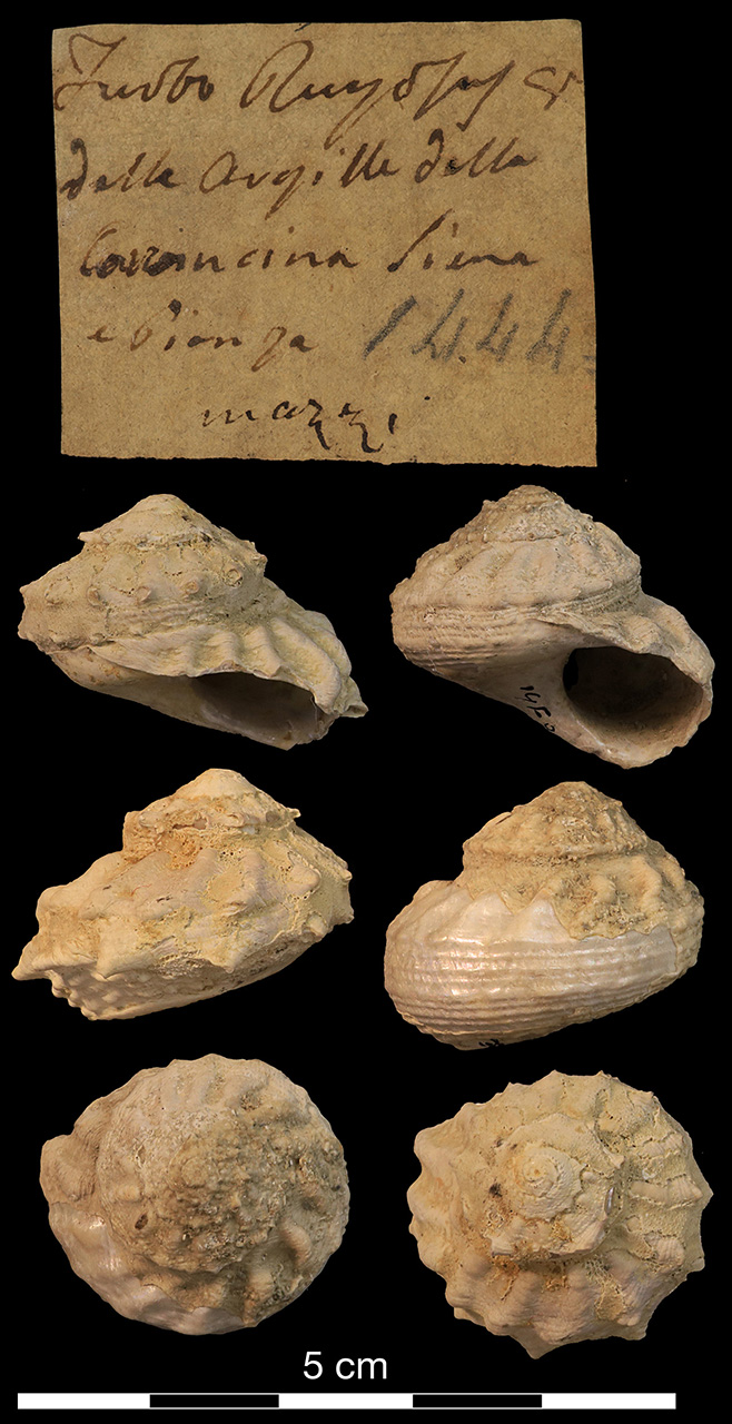 fossile (invertebrato)