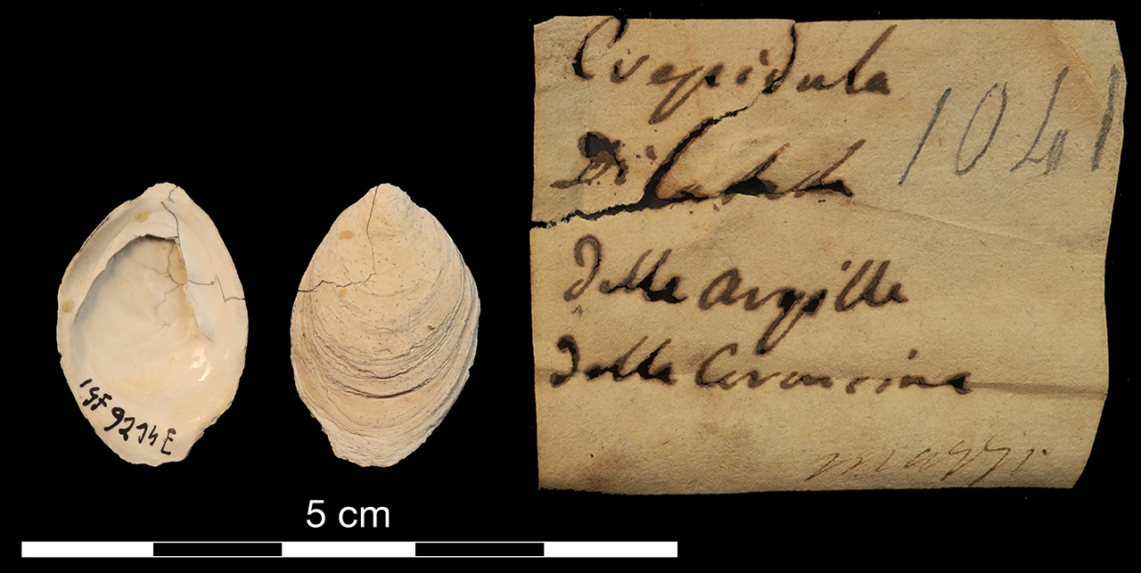 fossile (invertebrato)