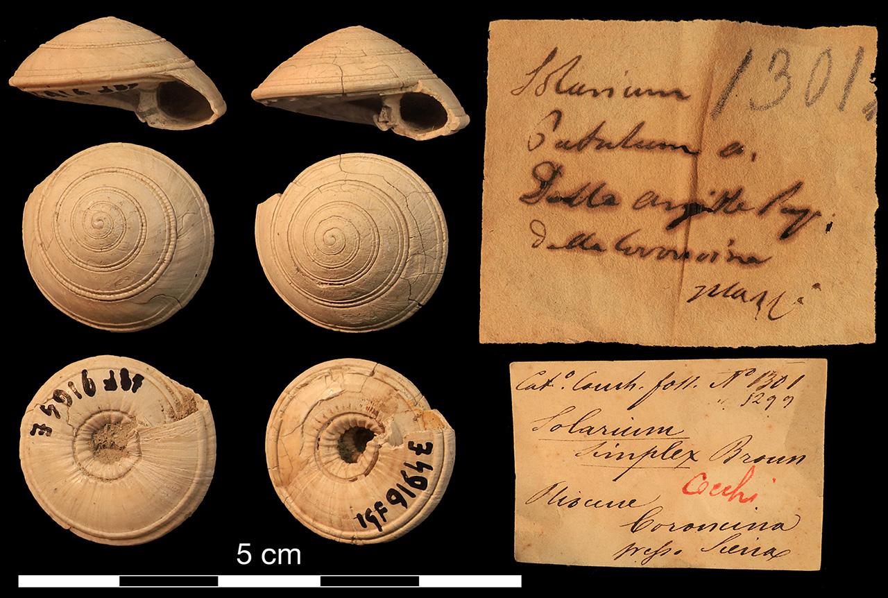 fossile (invertebrato)