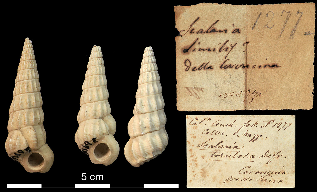 fossile (invertebrato)