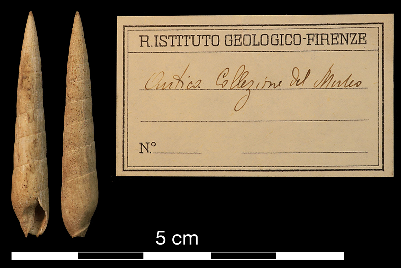 fossile (invertebrato)