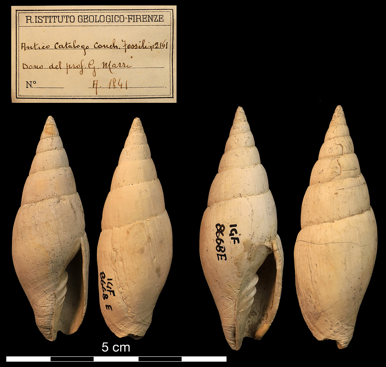 fossile (invertebrato)