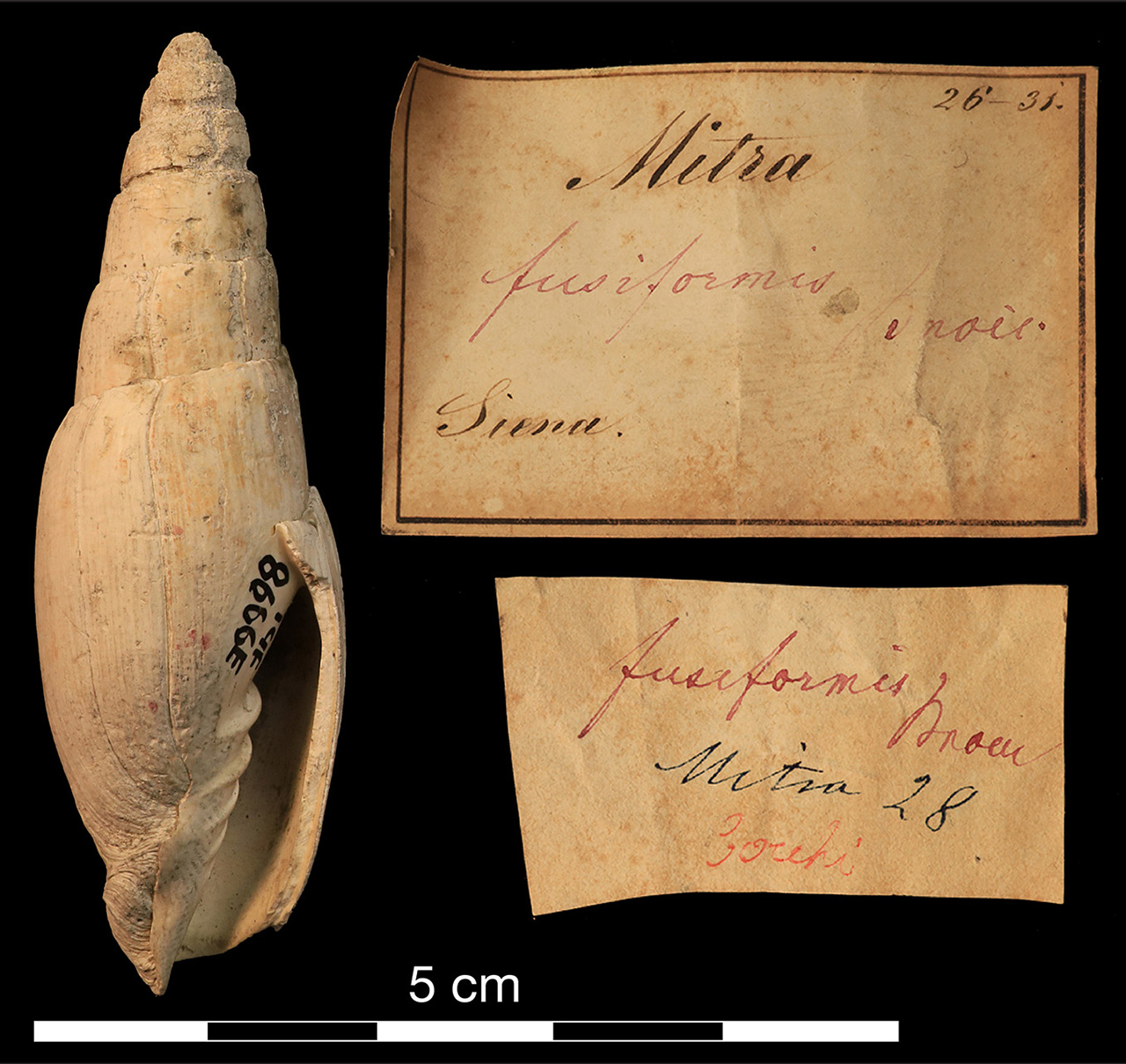 fossile (invertebrato)