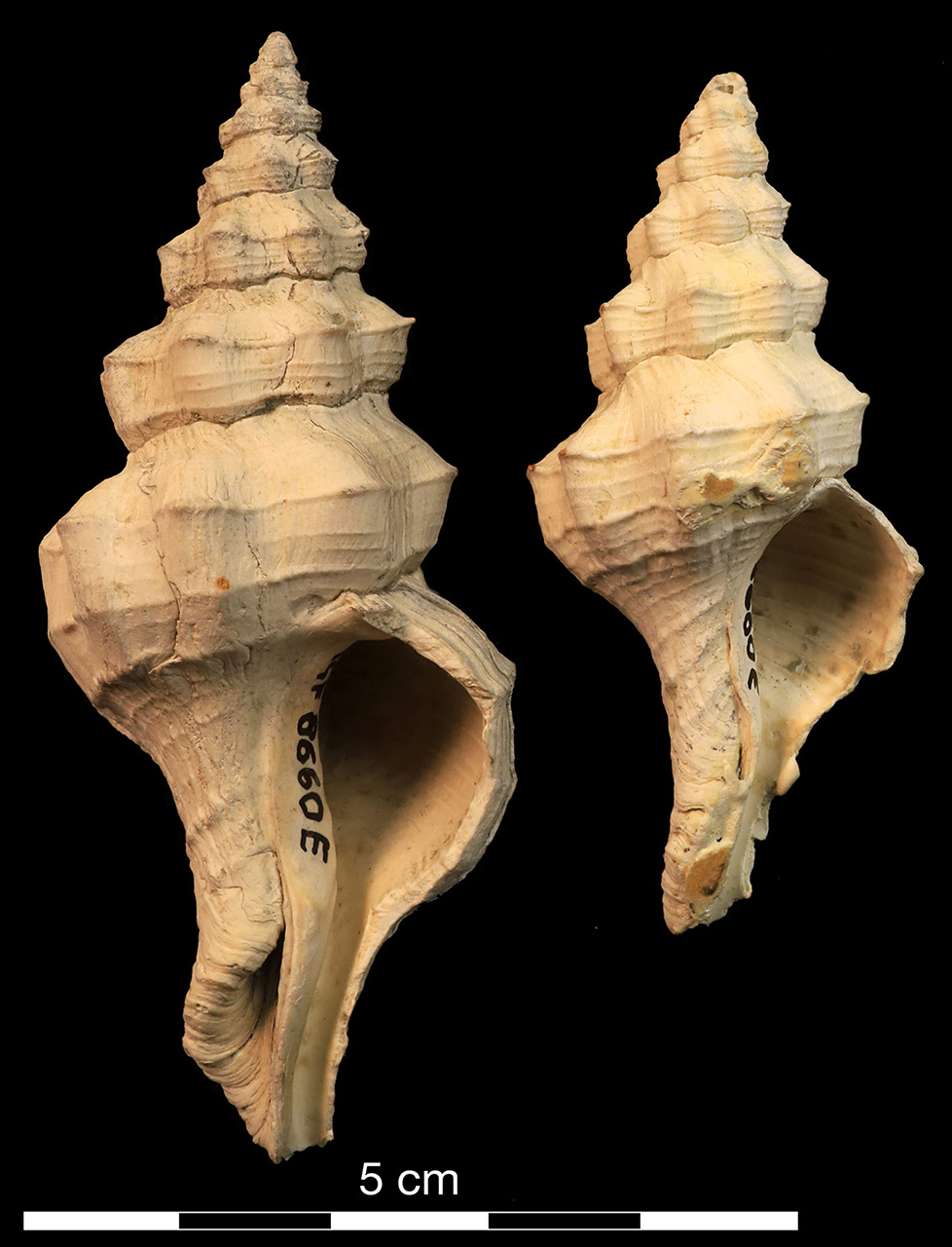 fossile (invertebrato)