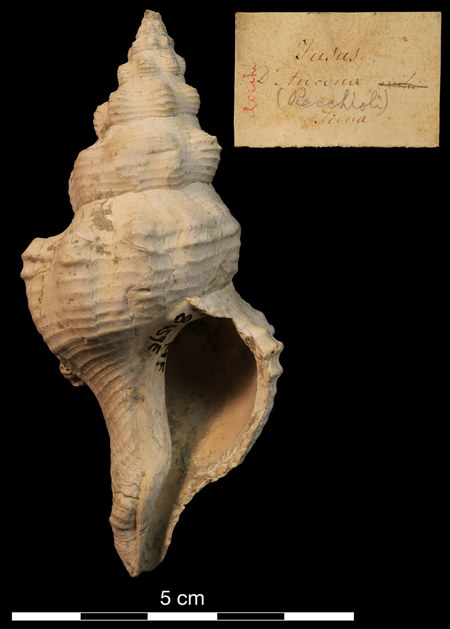 fossile (invertebrato)