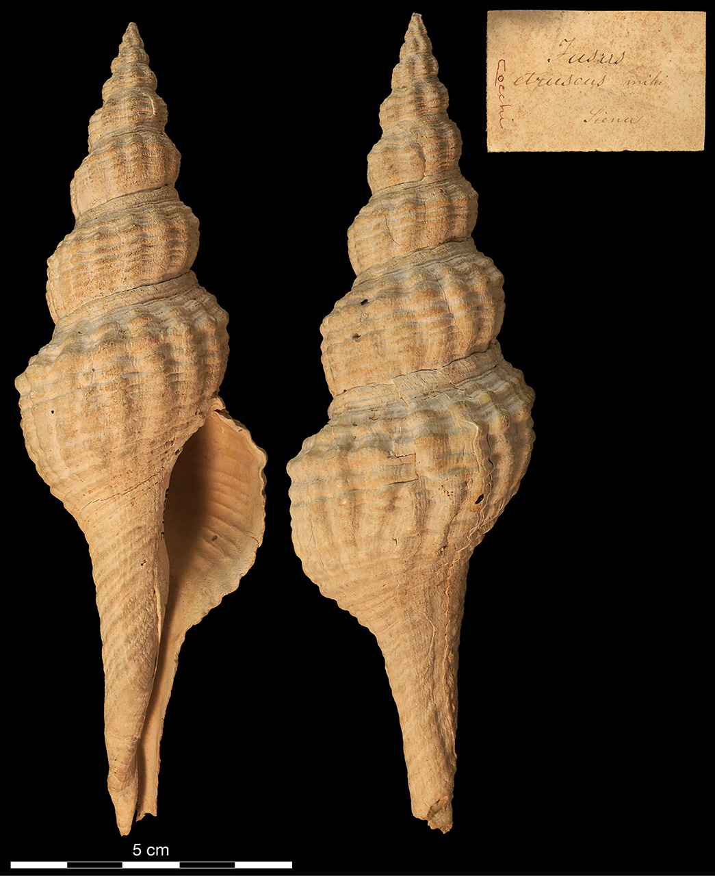 fossile (invertebrato)