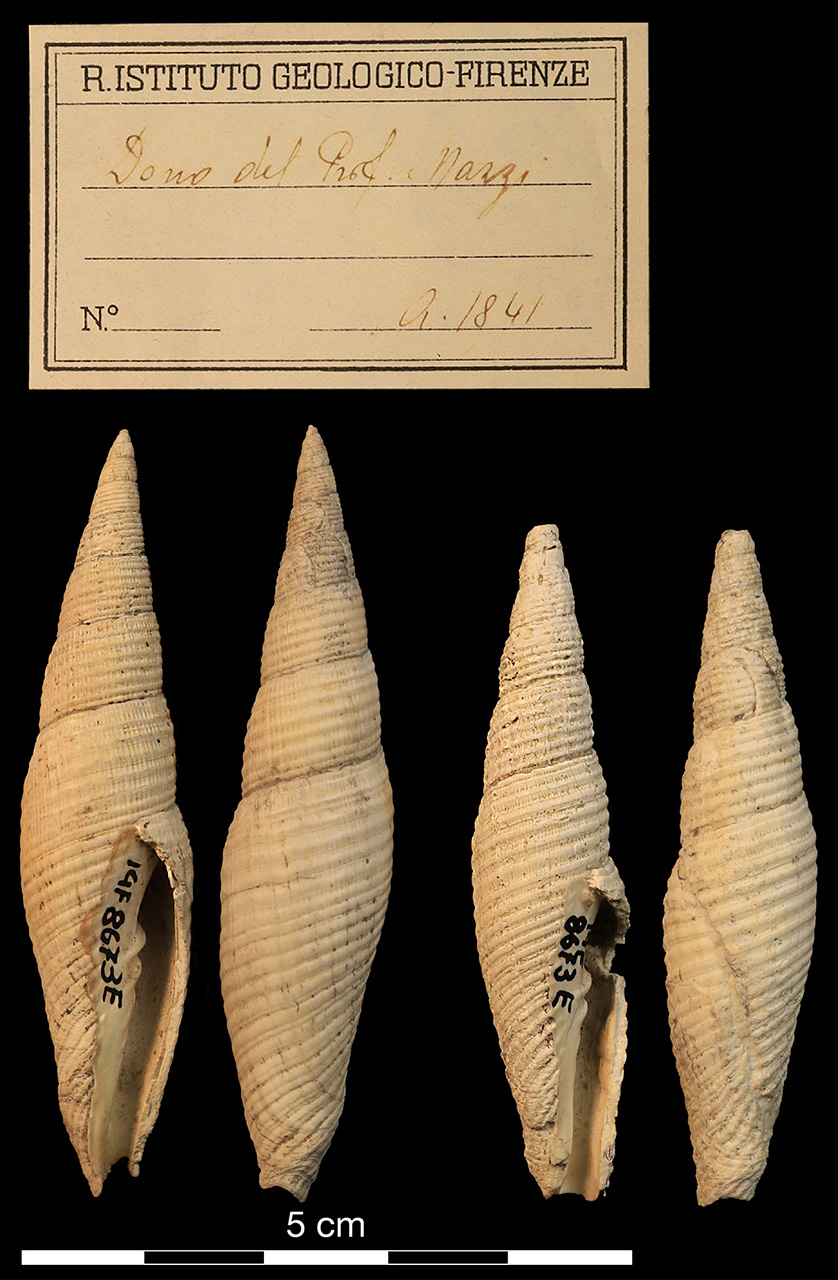 fossile (invertebrato)