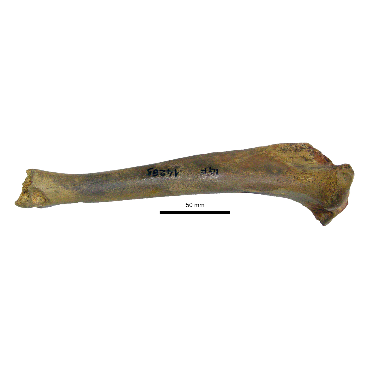 fossile (Tibia)