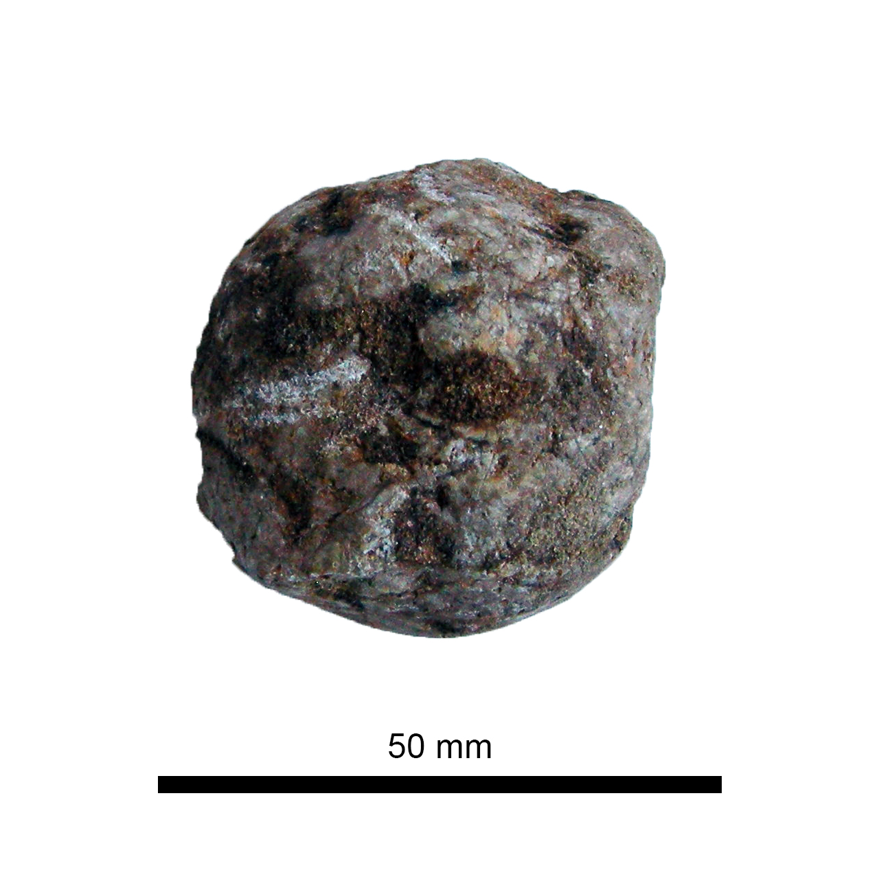 fossile (-- Seleziona --)