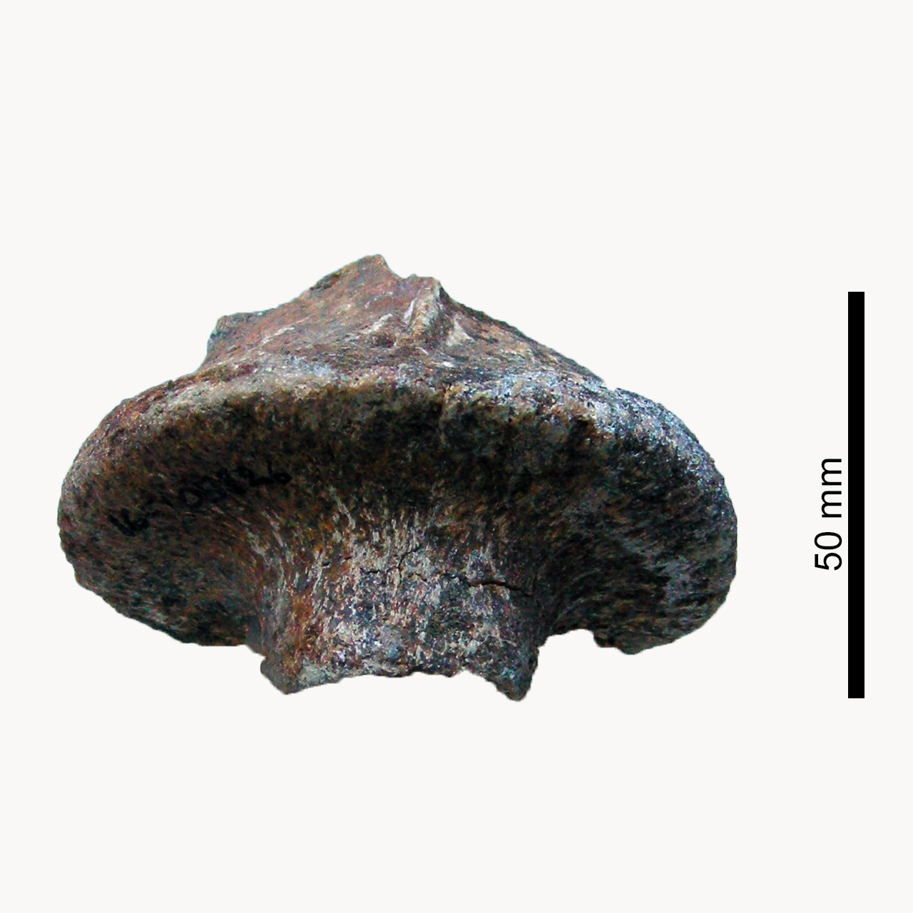 fossile (Vertebra)