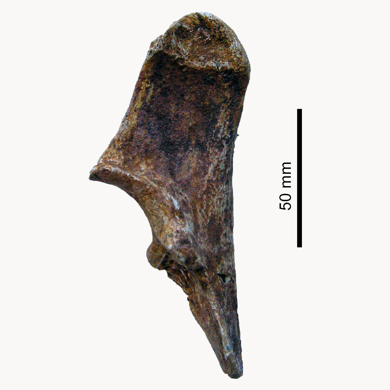 fossile (Ulna)