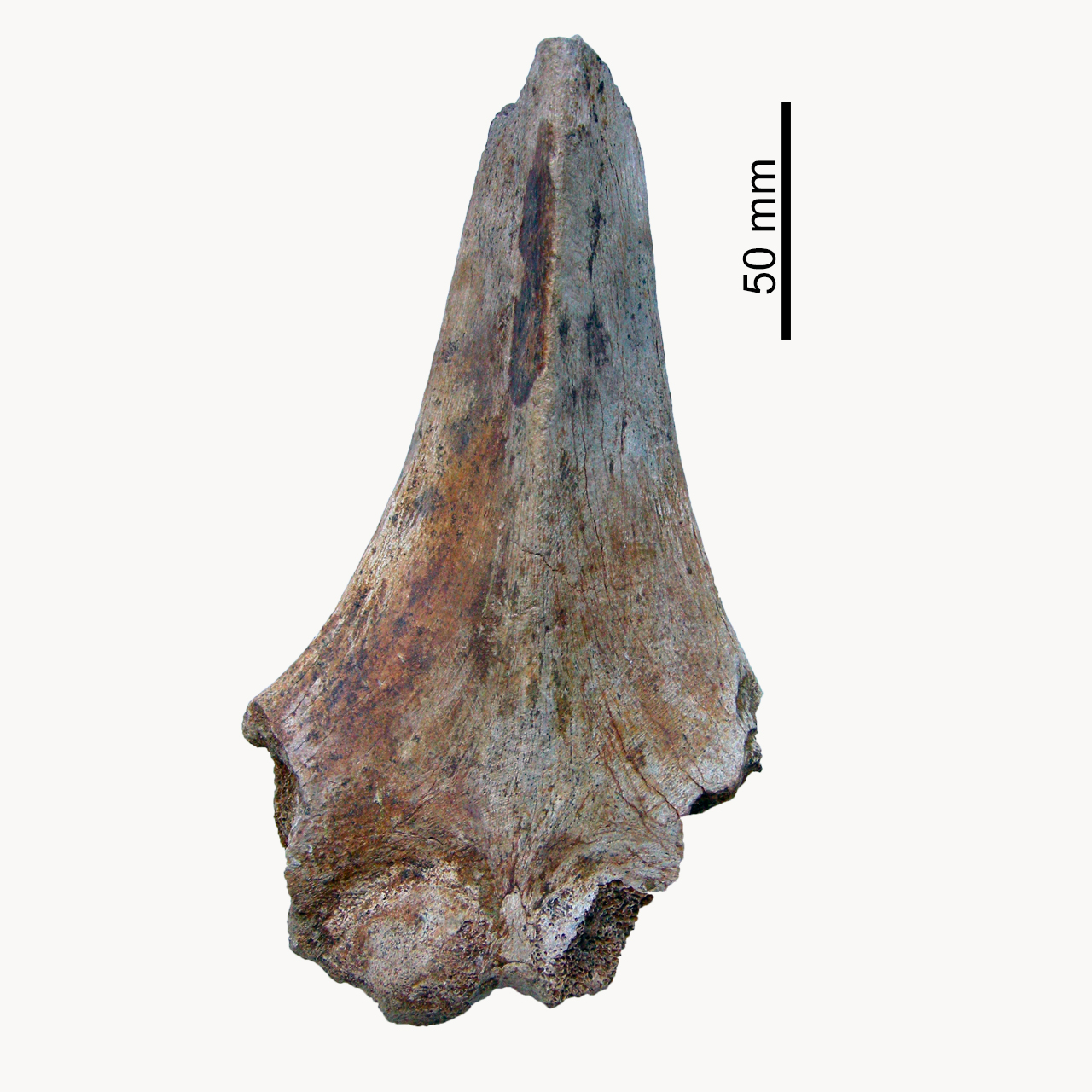 fossile (Vertebra)