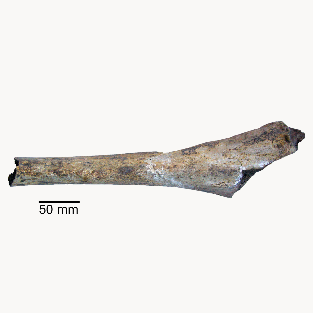 fossile (Vertebra)