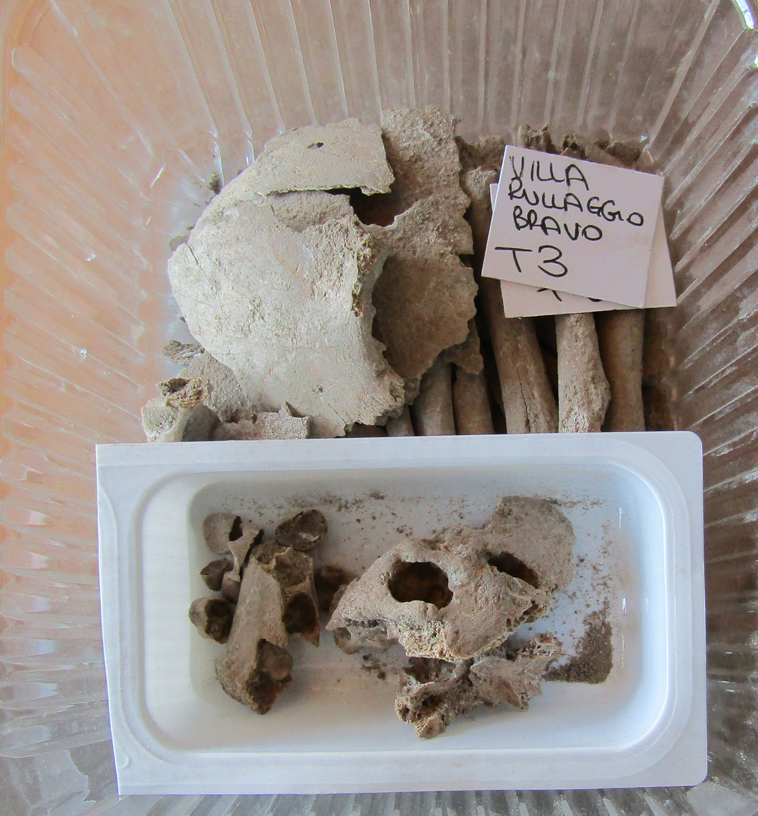 singolo reperto antropologico, reperto osteo-dentario (morfologia naturale, inumato) (PERIODIZZAZIONI/ STORIA/ Età antica/ Età tardoantica)