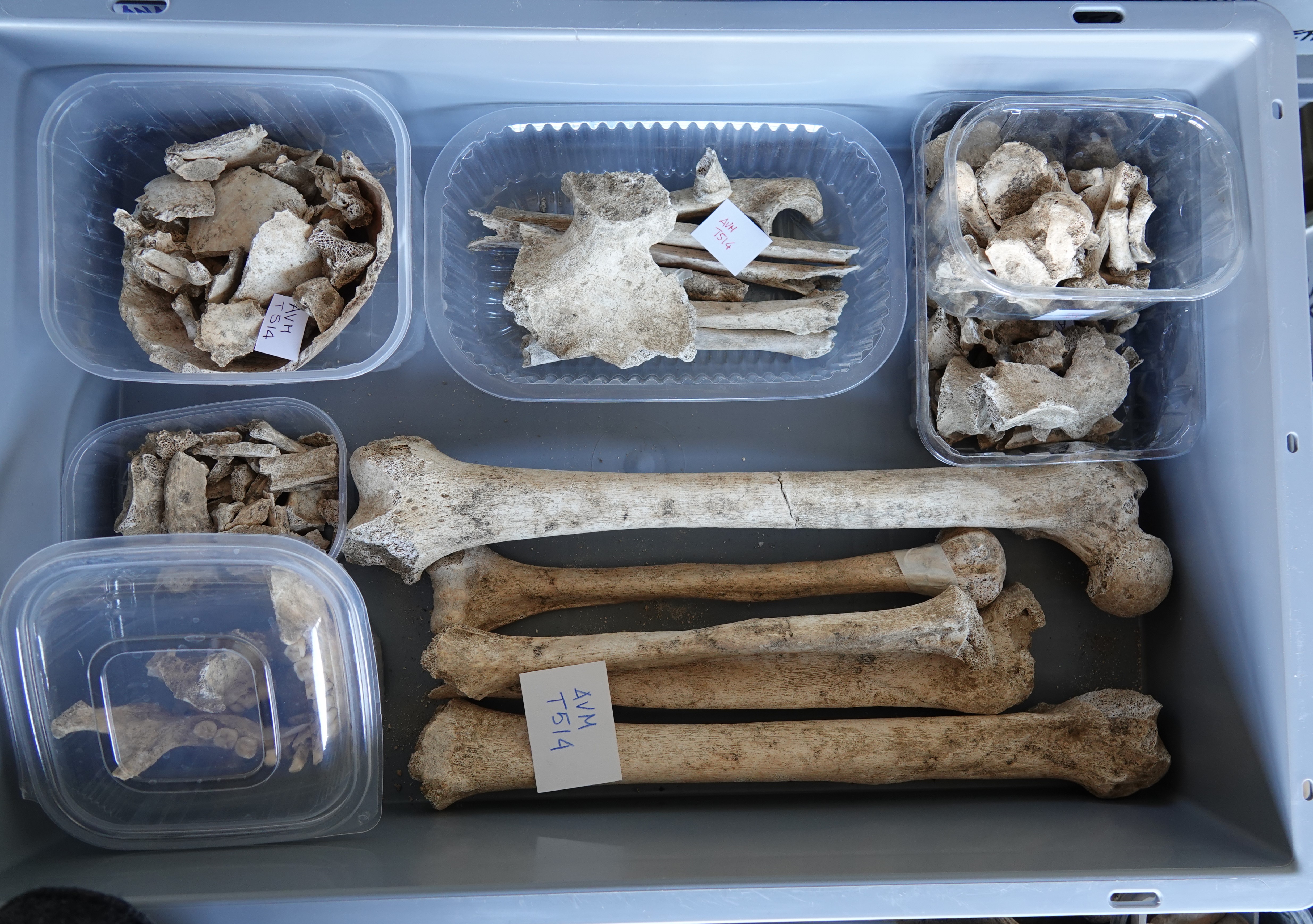 reperti antropologici pertinenti a un unico individuo, reperto osteo dentario (PERIODIZZAZIONI/ STORIA/ Età antica/ Età romana/ Età romana imperiale)