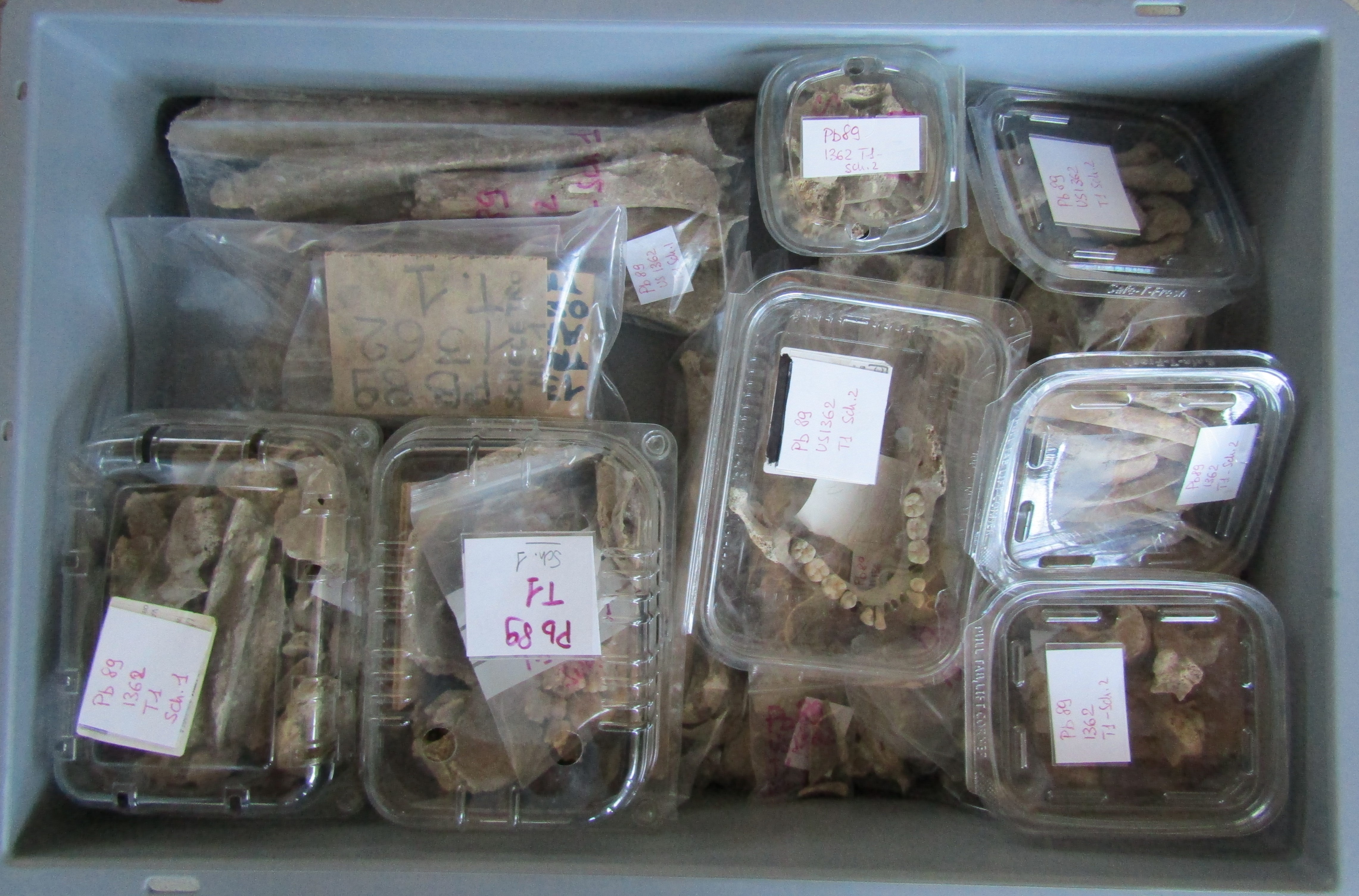 reperti antropologici pertinenti a più individui, Reperti osteo dentari (morfologia naturale, inumato) (PERIODIZZAZIONI/ STORIA/ Età antica/ Età romana)