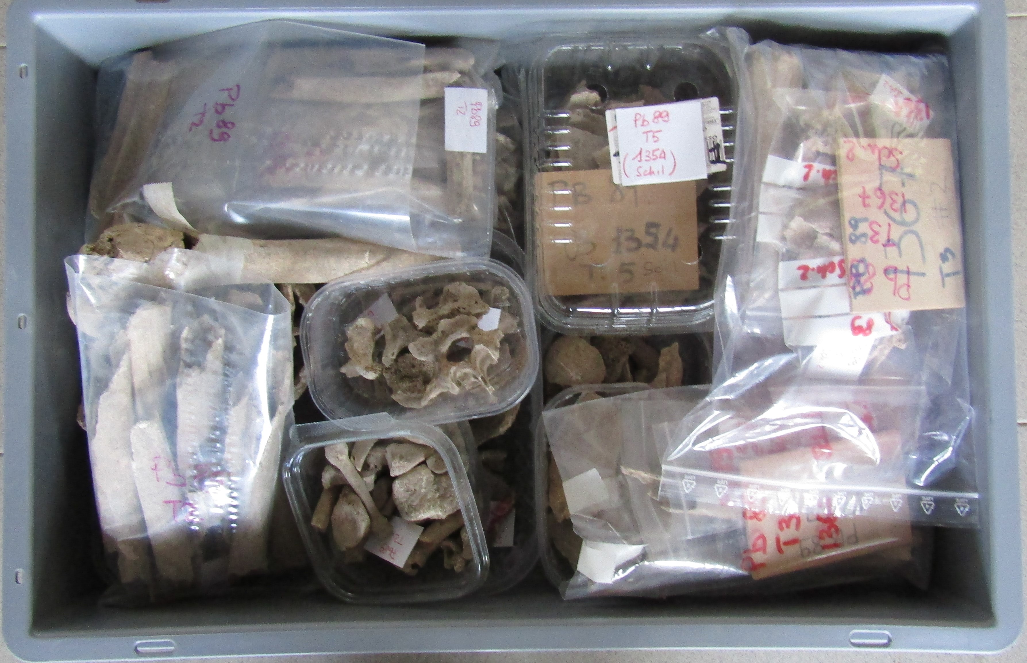 reperti antropologici pertinenti a più individui, Reperti osteo dentari (morfologia naturale, inumato) (PERIODIZZAZIONI/ STORIA/ Età antica/ Età romana)