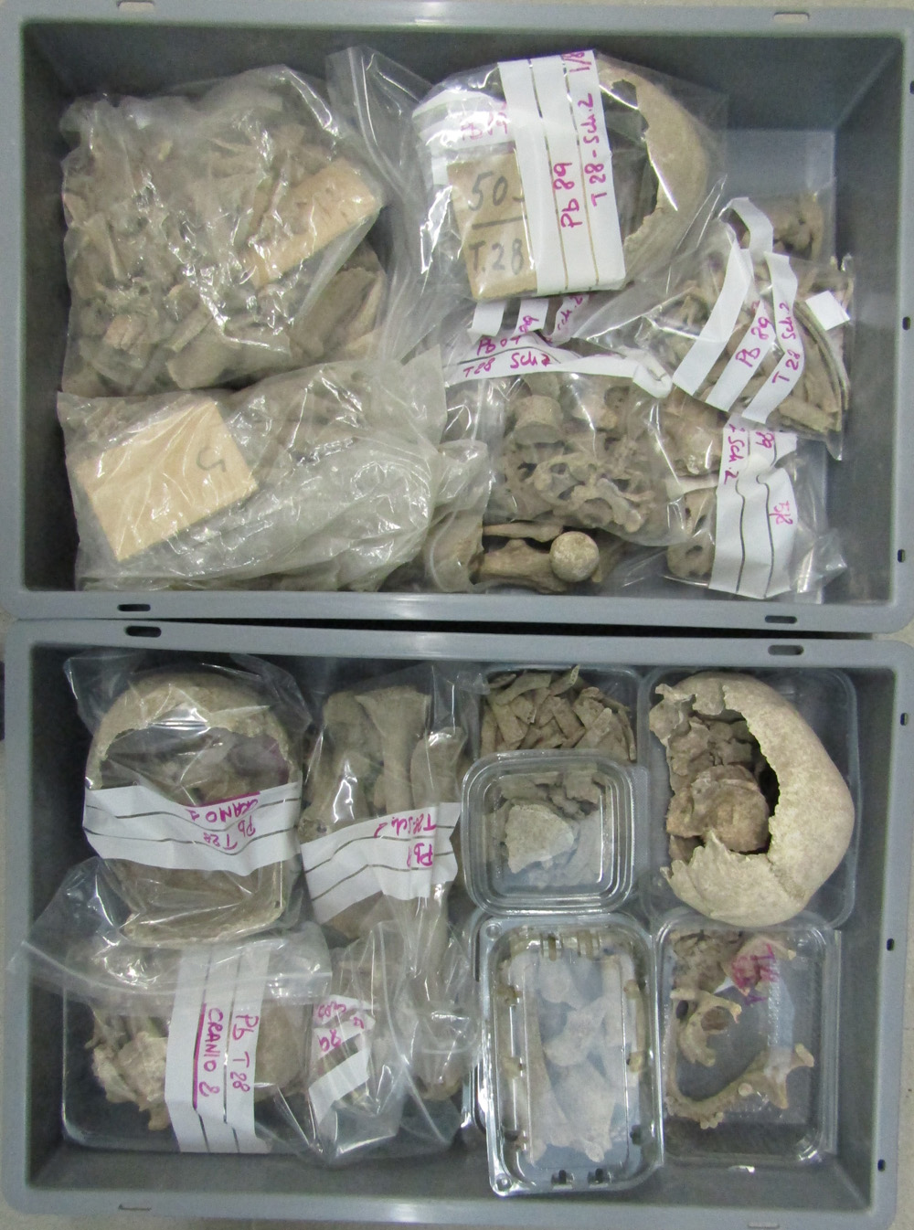 reperti antropologici pertinenti a più individui, Reperti osteo dentari (PERIODIZZAZIONI/ STORIA/ Età medievale/ Alto Medioevo)