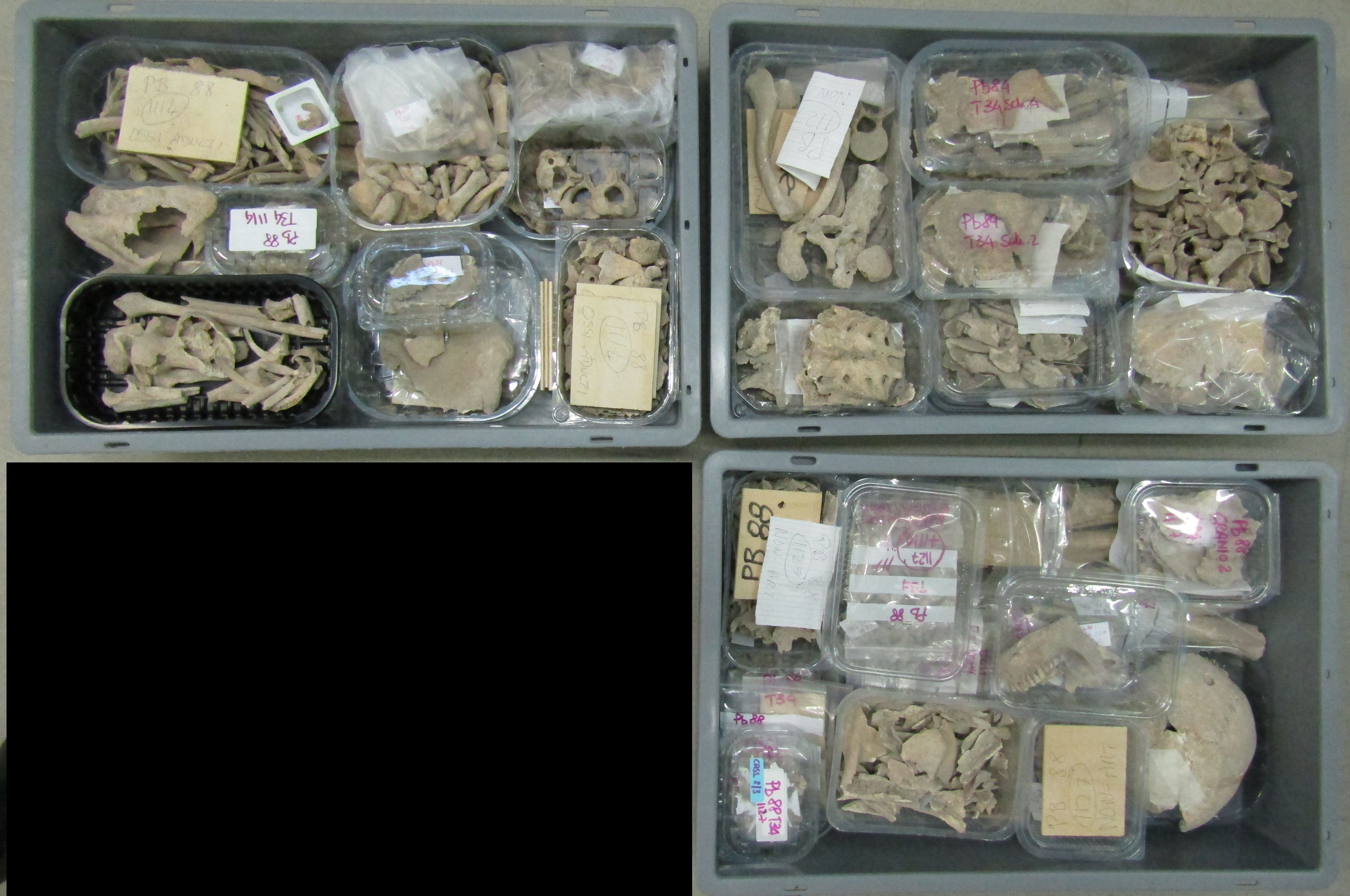 reperti antropologici pertinenti a più individui, Reperti osteo dentari (morfologia naturale, inumato) (PERIODIZZAZIONI/ STORIA/ Età antica/ Età tardoantica)