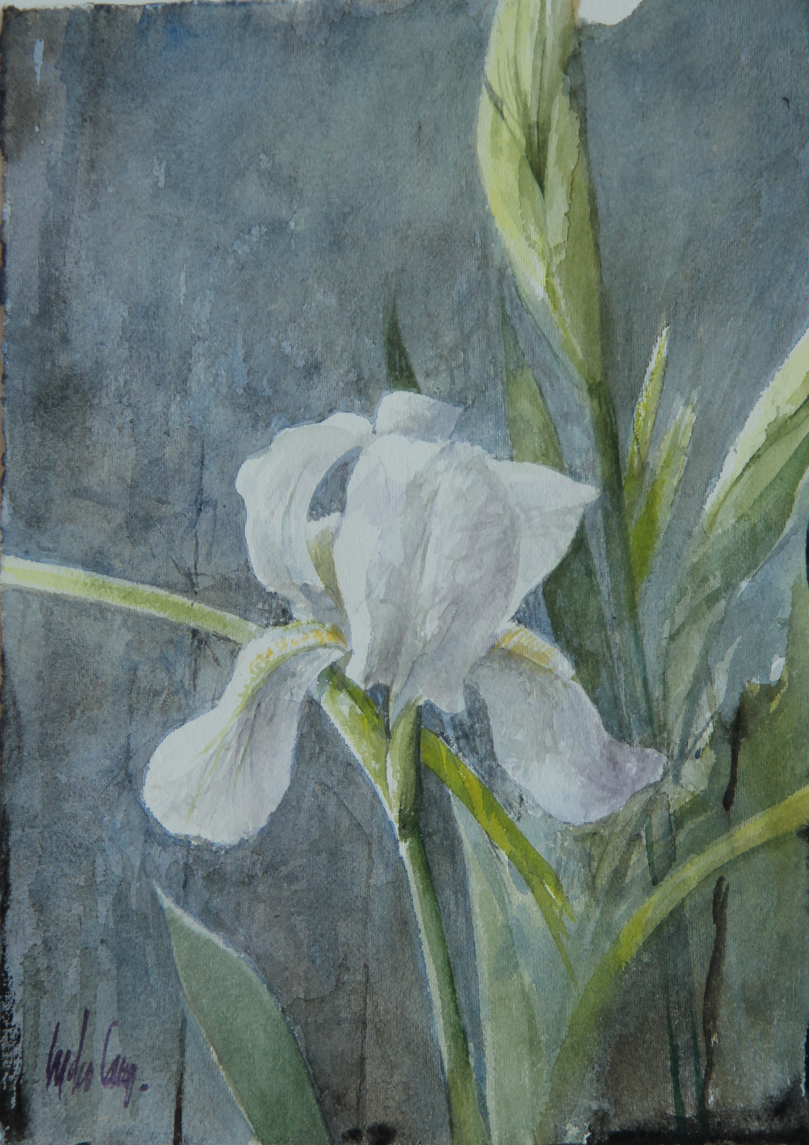 fiore (dipinto - Lirio, opera isolata) di Cano, Pedro - ambito italiano (primo quarto XXI)