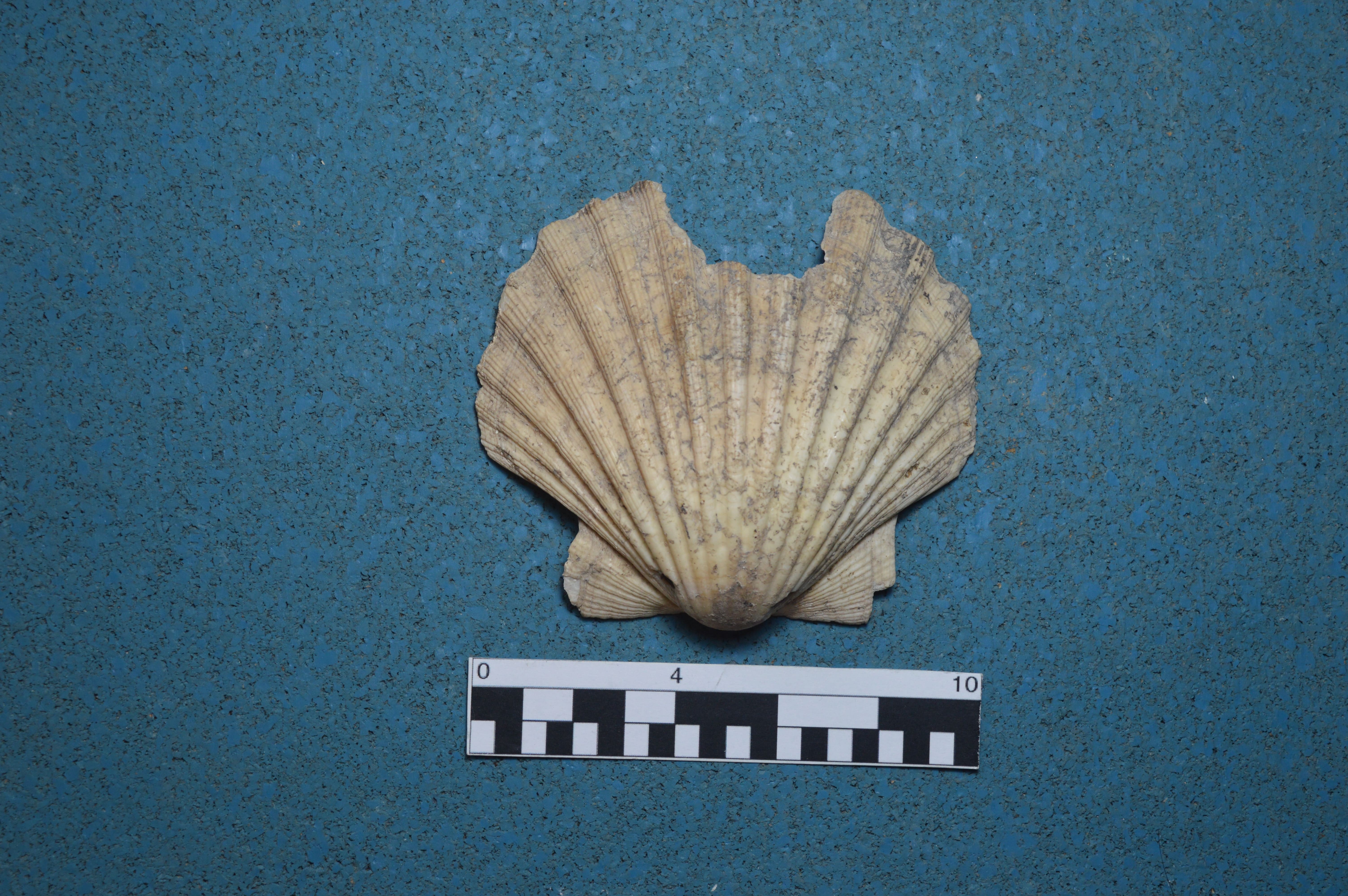 SINGOLO OGGETTO/ oggetto votivo, SECOLI/ XII