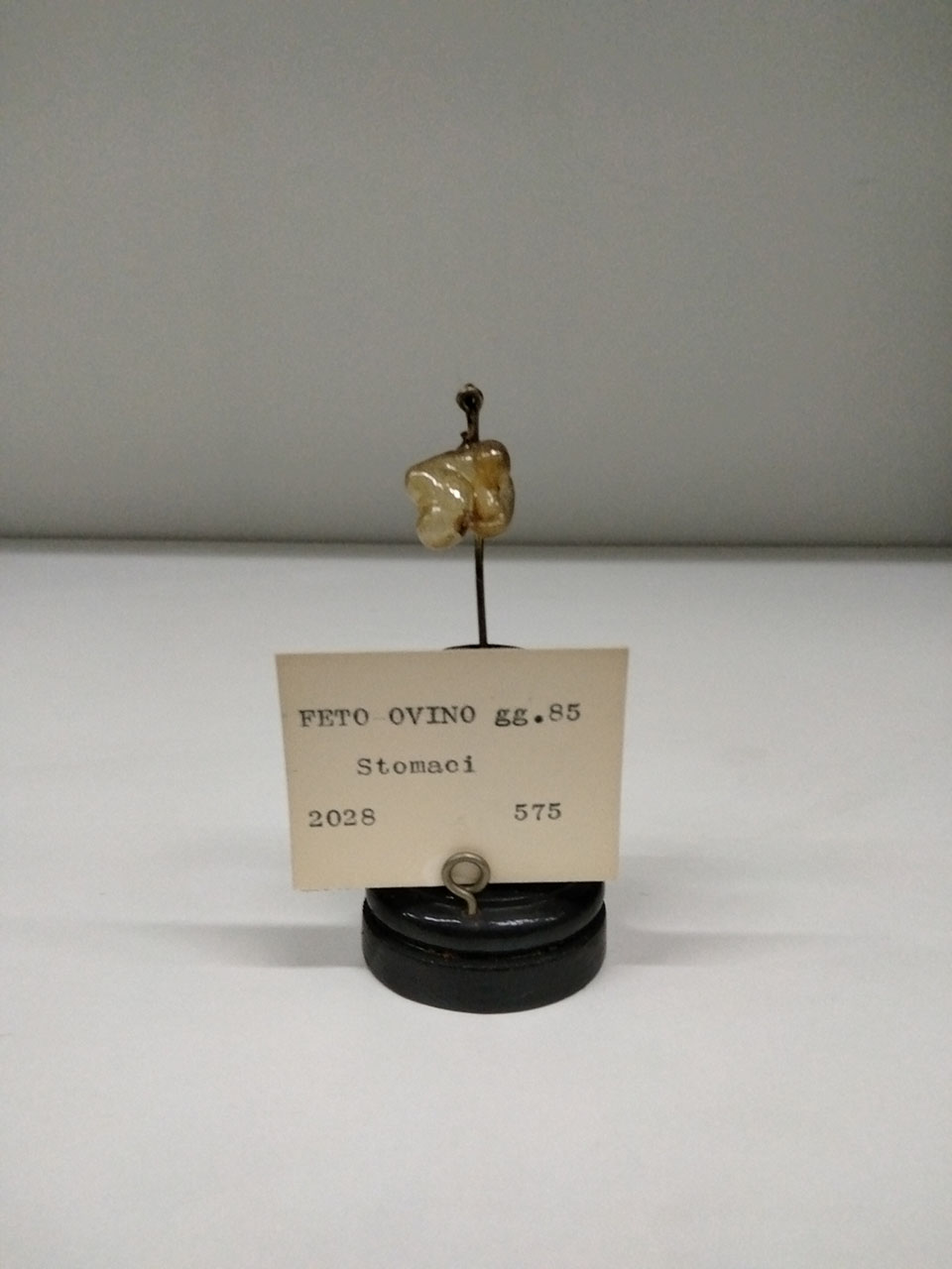 VERTEBRATI/ MAMMIFERI/ ovino (esemplare)