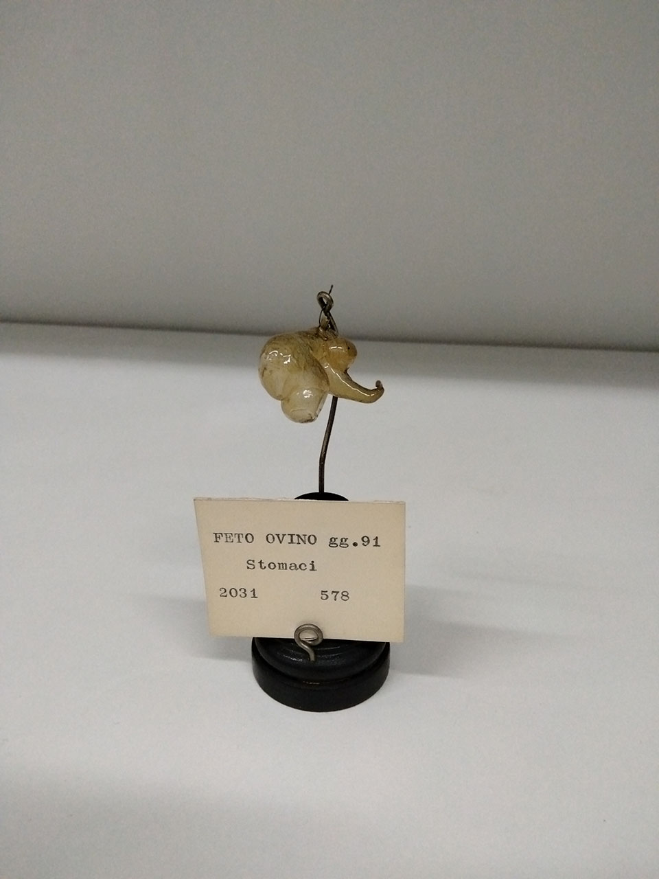 VERTEBRATI/ MAMMIFERI/ ovino (esemplare)