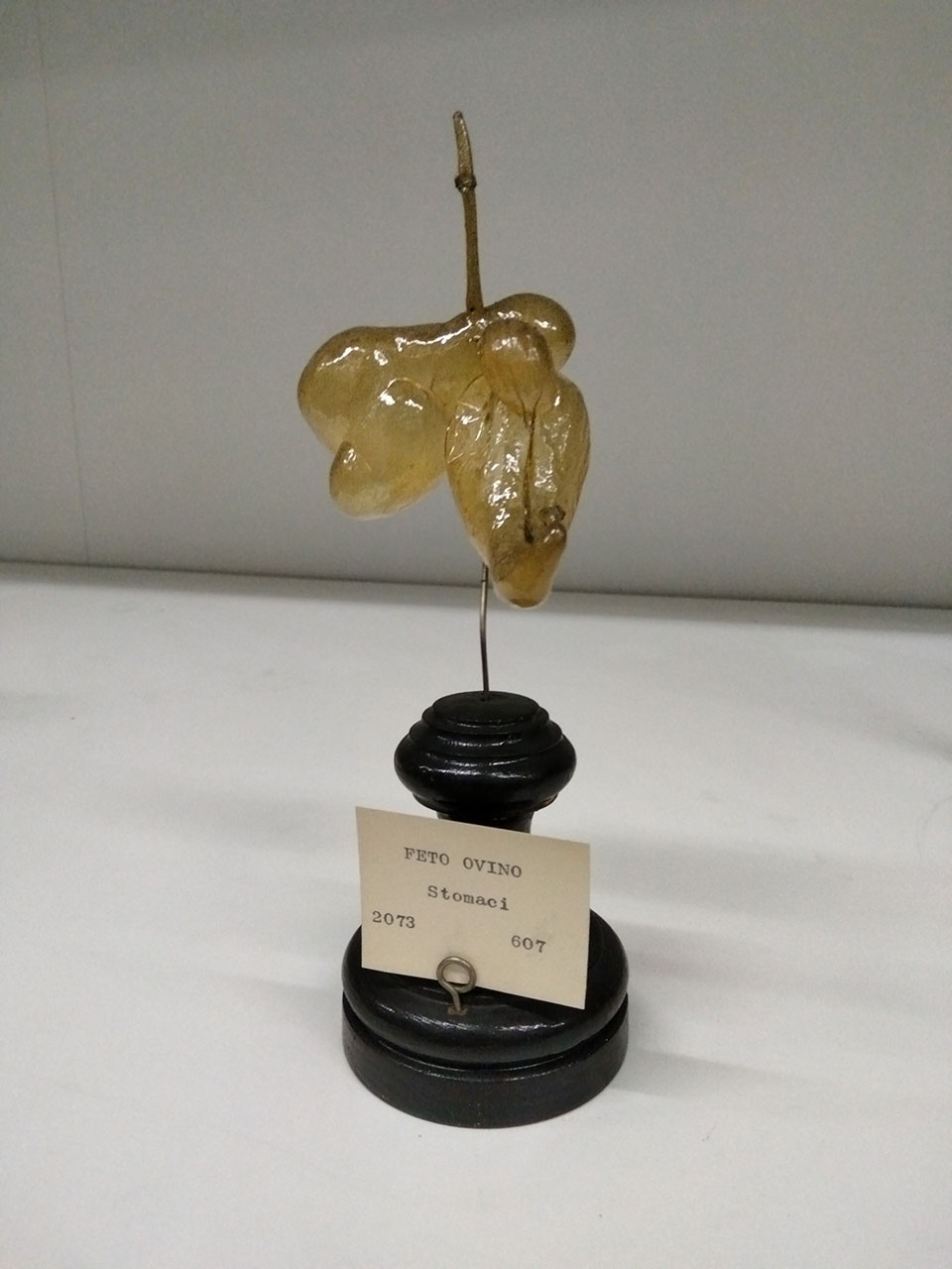 VERTEBRATI/ MAMMIFERI/ ovino (esemplare)