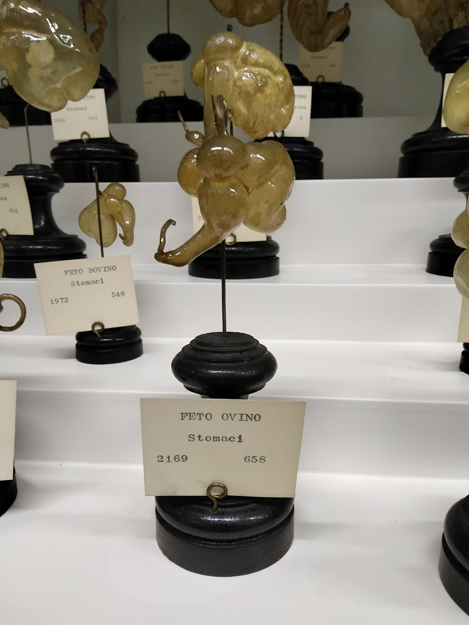 VERTEBRATI/ MAMMIFERI/ ovino (esemplare)