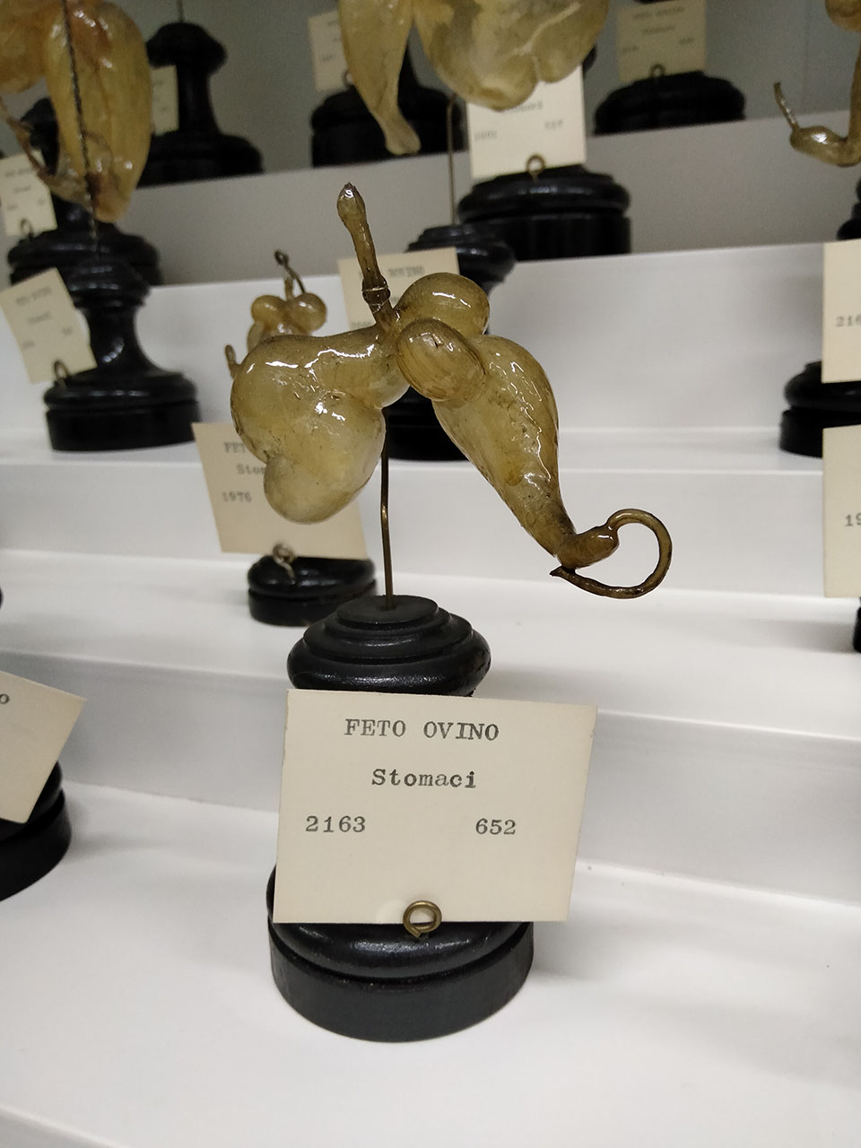 VERTEBRATI/ MAMMIFERI/ ovino (esemplare)