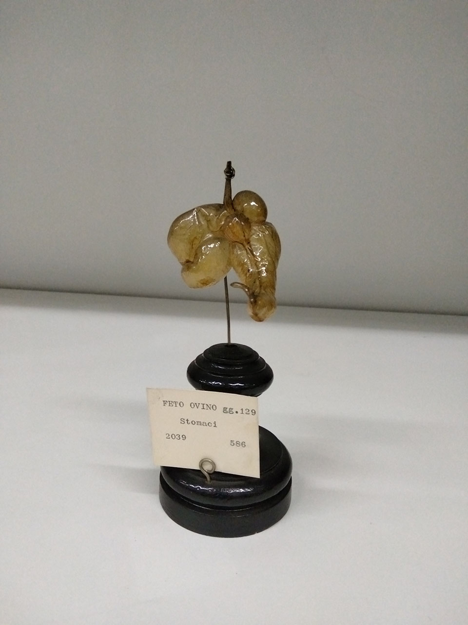 VERTEBRATI/ MAMMIFERI/ ovino (esemplare)