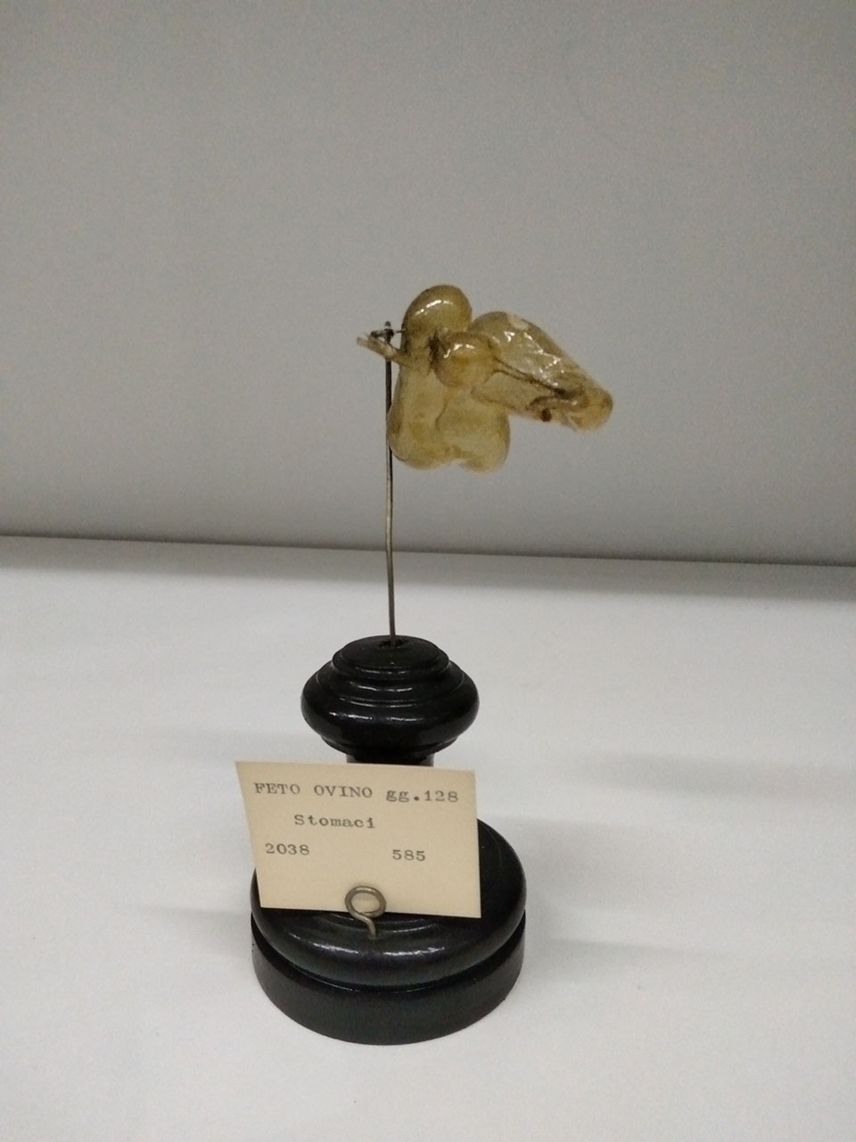 VERTEBRATI/ MAMMIFERI/ ovino (esemplare)