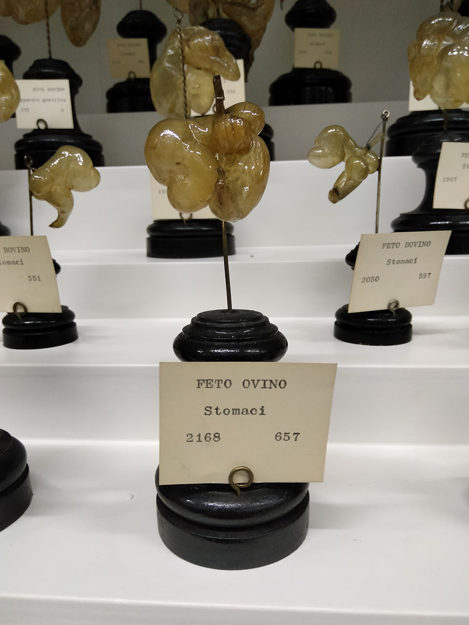 VERTEBRATI/ MAMMIFERI/ ovino (esemplare)