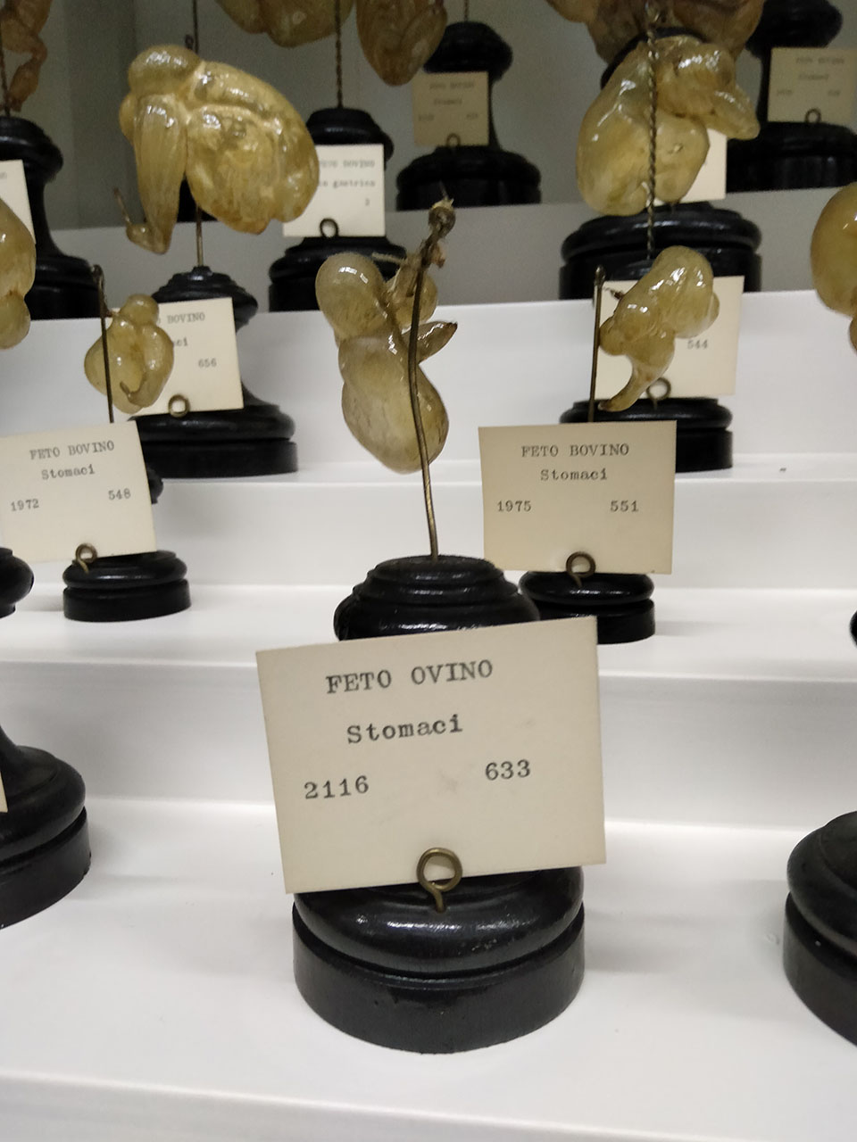 VERTEBRATI/ MAMMIFERI/ ovino (esemplare)