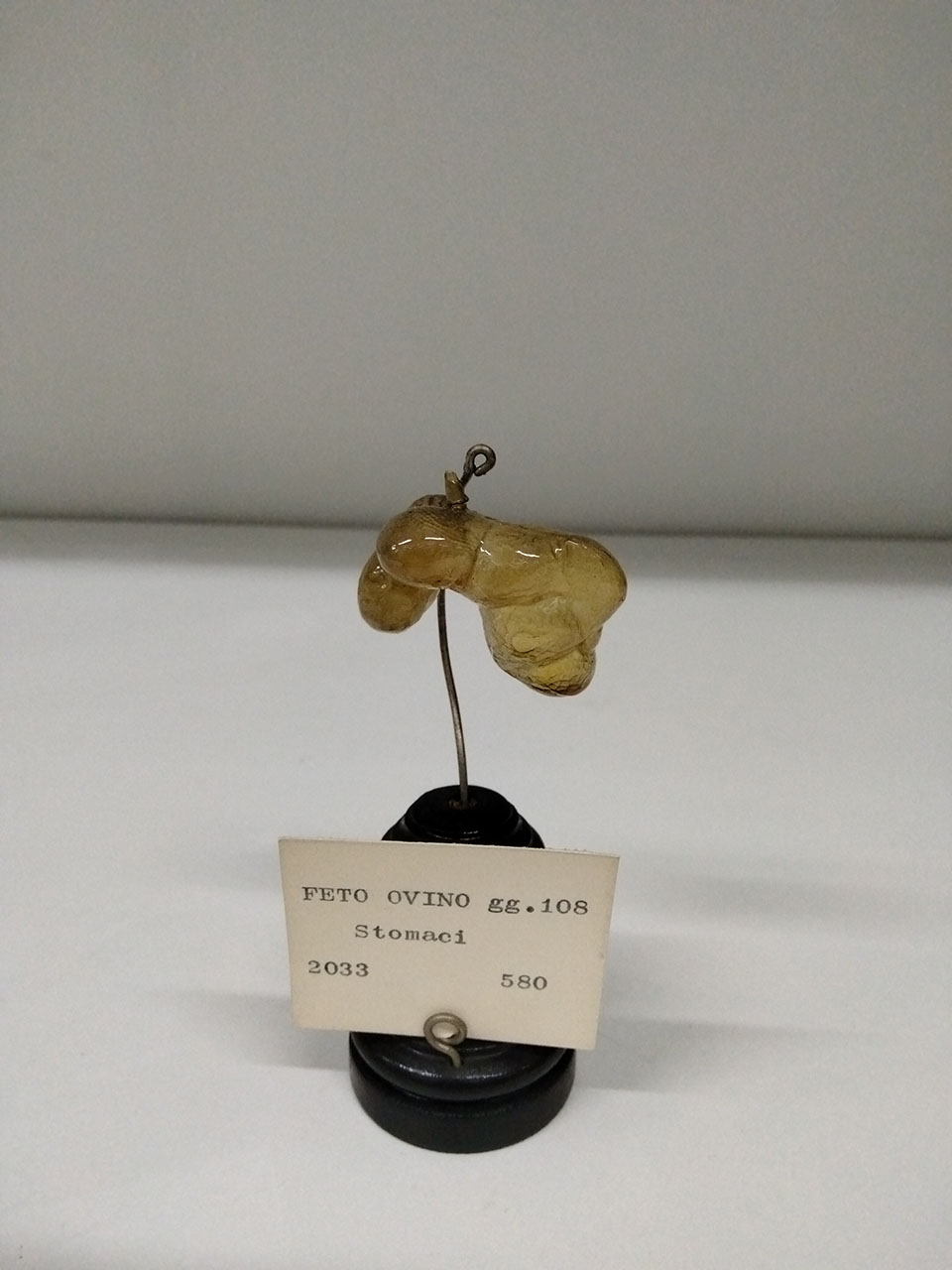 VERTEBRATI/ MAMMIFERI/ ovino (esemplare)