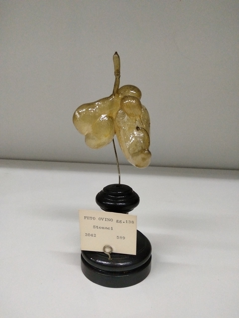 VERTEBRATI/ MAMMIFERI/ ovino (esemplare)
