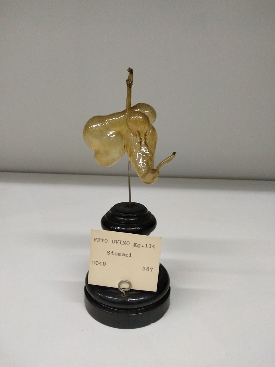 VERTEBRATI/ MAMMIFERI/ ovino (esemplare)