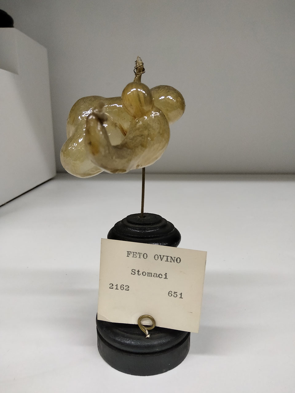 VERTEBRATI/ MAMMIFERI/ ovino (esemplare)