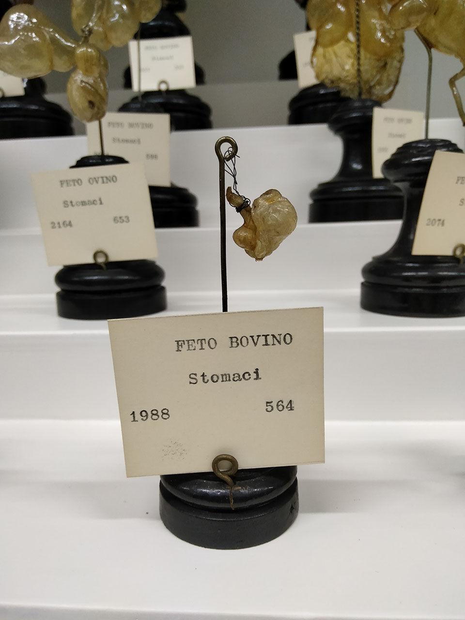 VERTEBRATI/ MAMMIFERI/ bovino (esemplare)