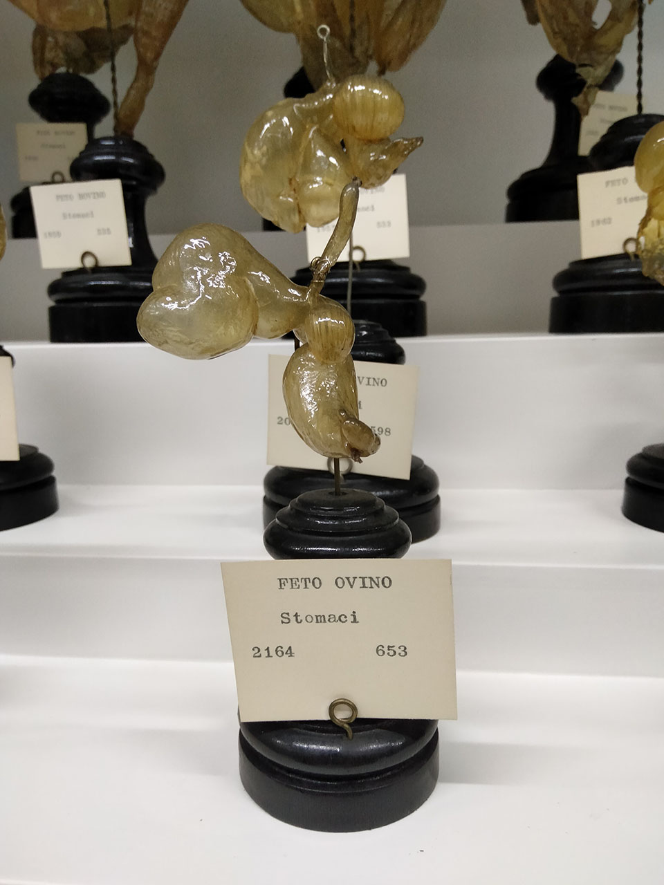 VERTEBRATI/ MAMMIFERI/ ovino (esemplare)