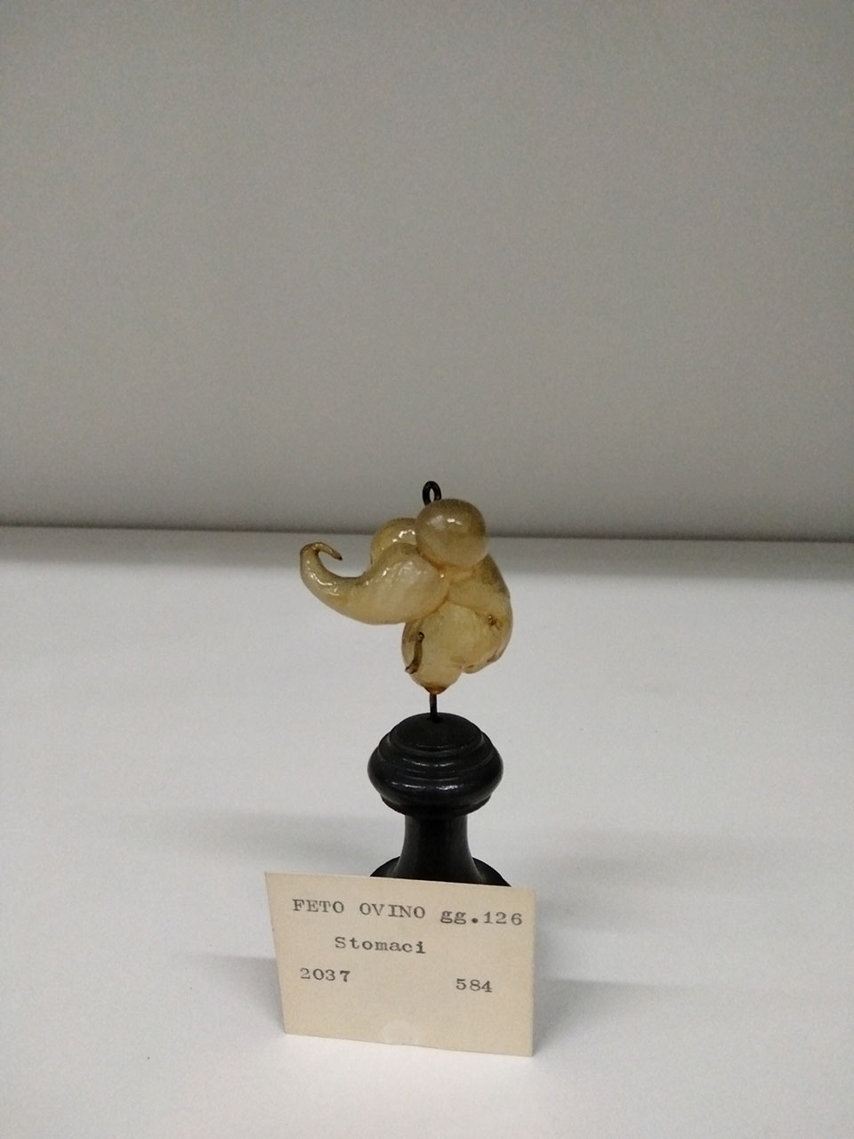 VERTEBRATI/ MAMMIFERI/ ovino (esemplare)