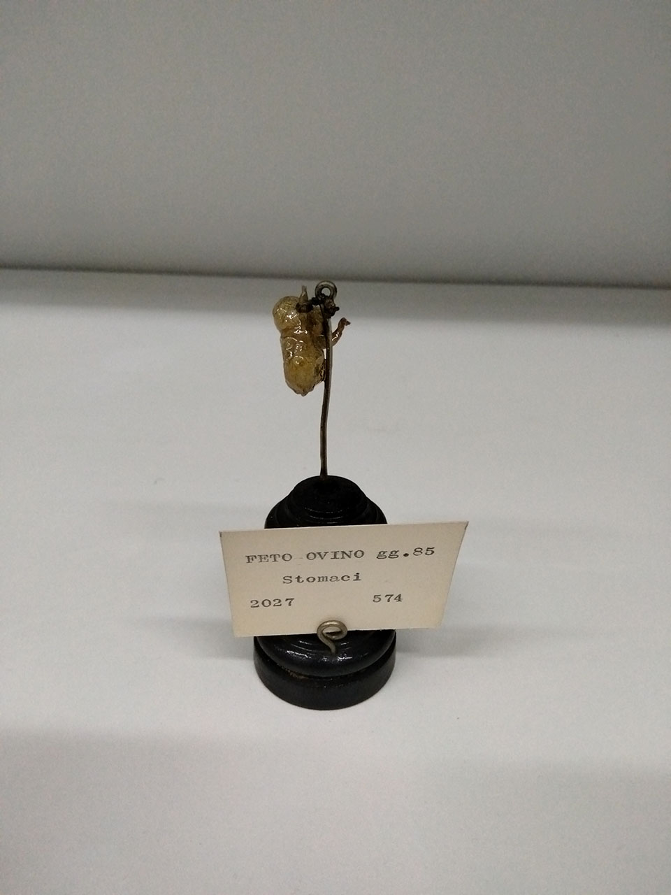 VERTEBRATI/ MAMMIFERI/ ovino (esemplare)