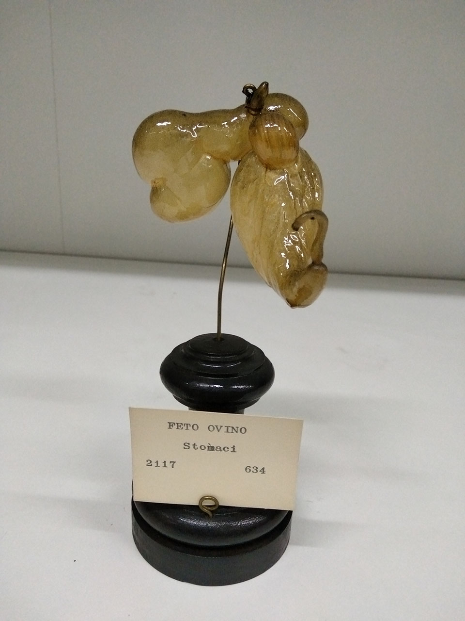 VERTEBRATI/ MAMMIFERI/ ovino (esemplare)