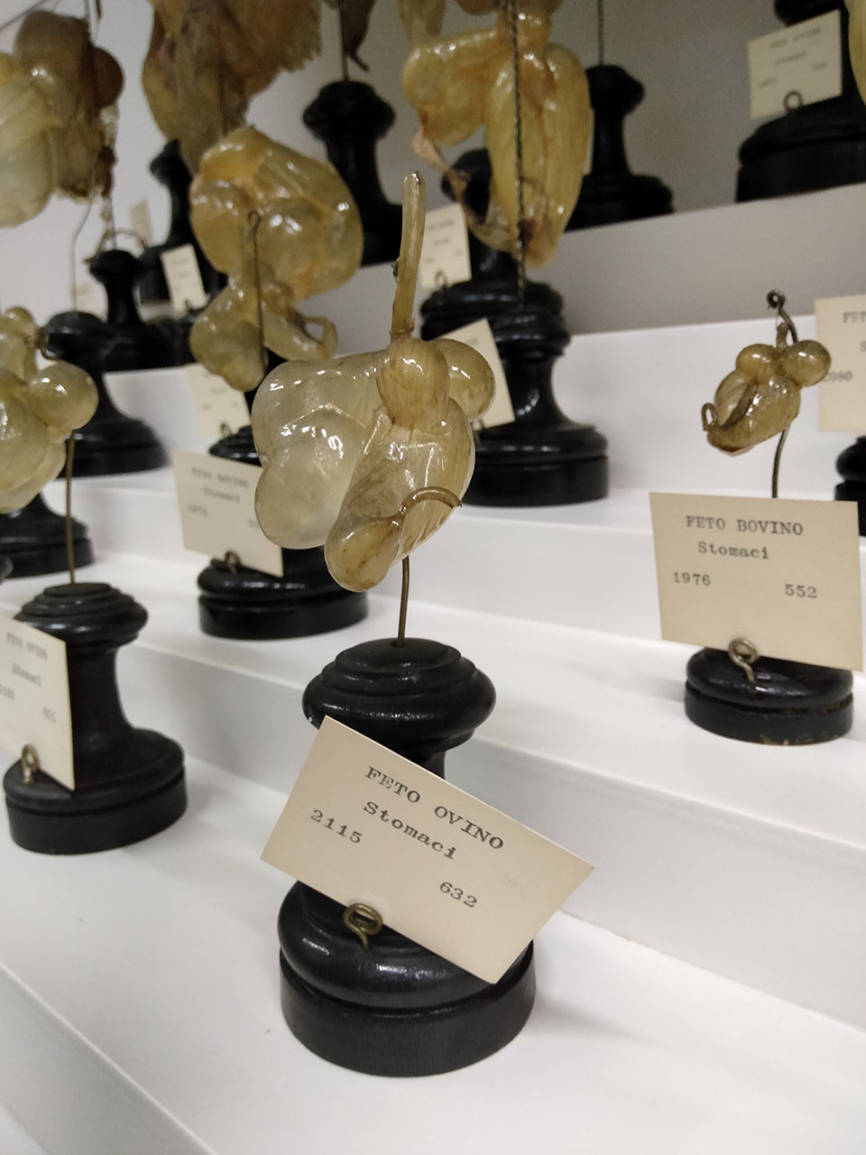 VERTEBRATI/ MAMMIFERI/ ovino (esemplare)