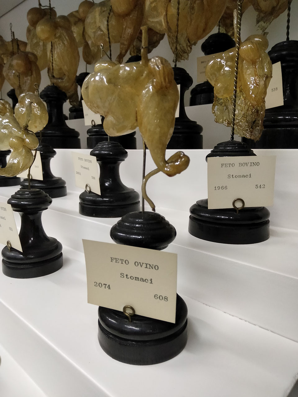 VERTEBRATI/ MAMMIFERI/ ovino (esemplare)