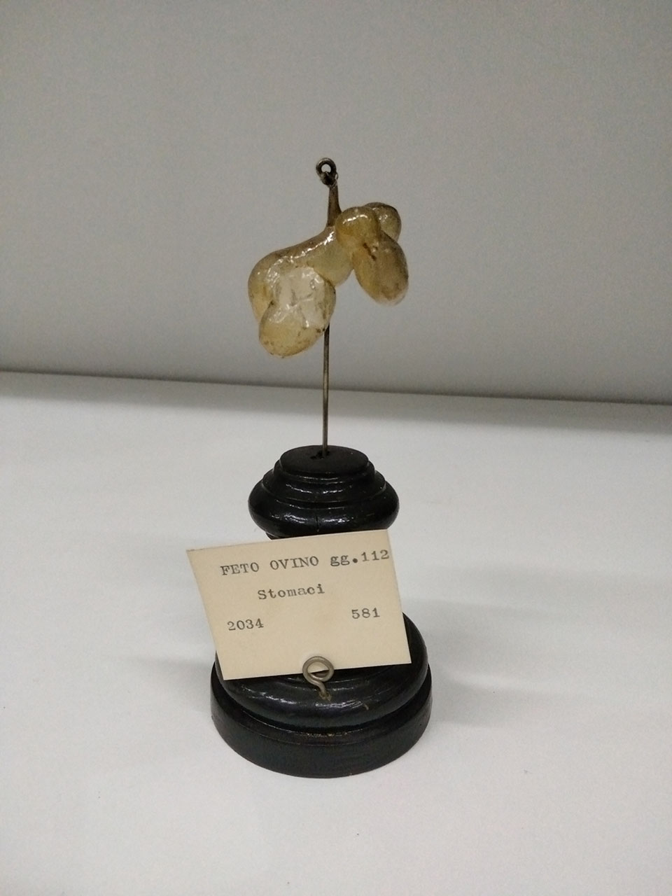 VERTEBRATI/ MAMMIFERI/ ovino (esemplare)